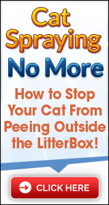 Cat Spraying No More