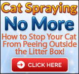 Cat Spraying No More